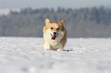 CORGI PEMBROKE 973